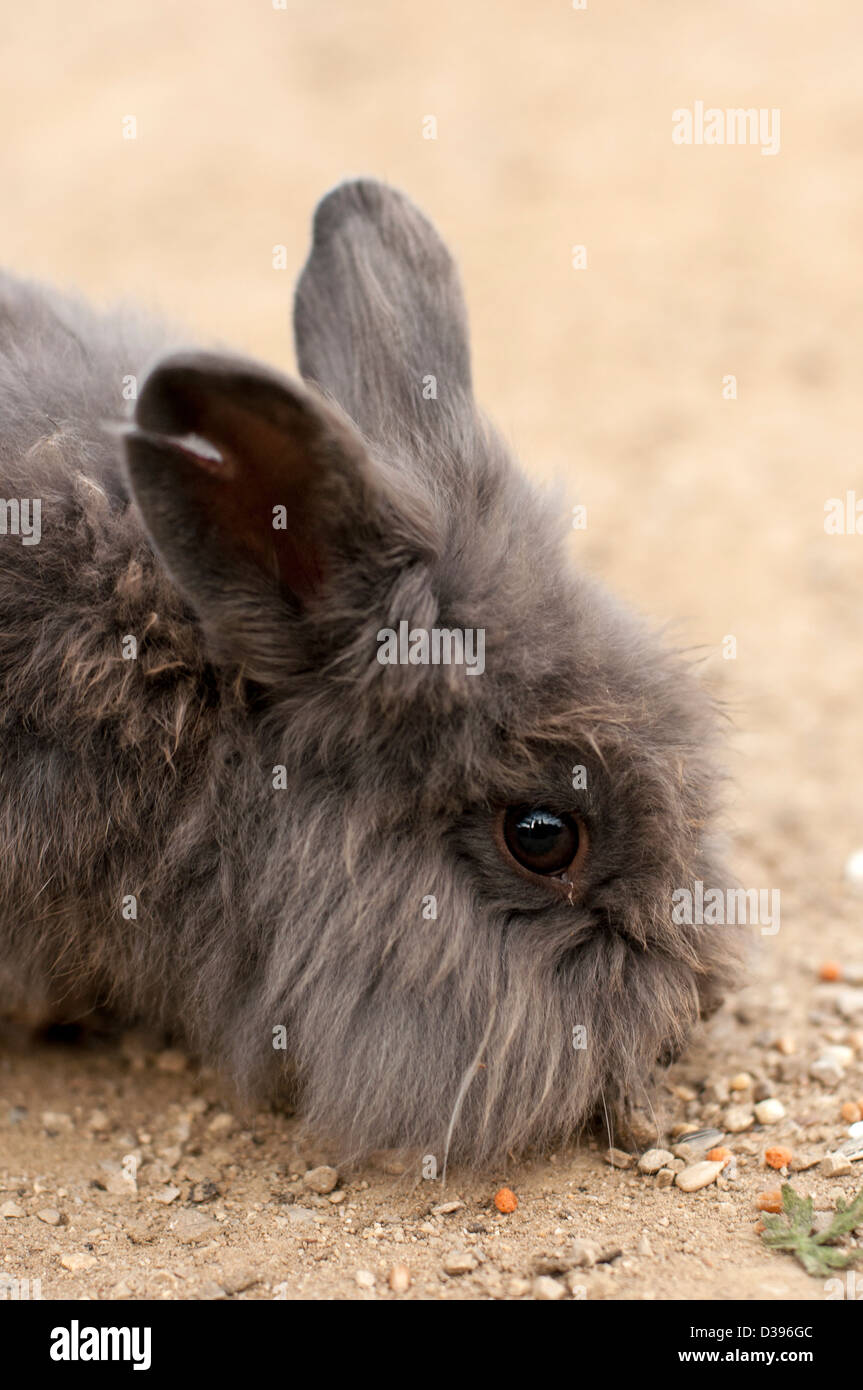 Haarige Kaninchen Stockfoto
