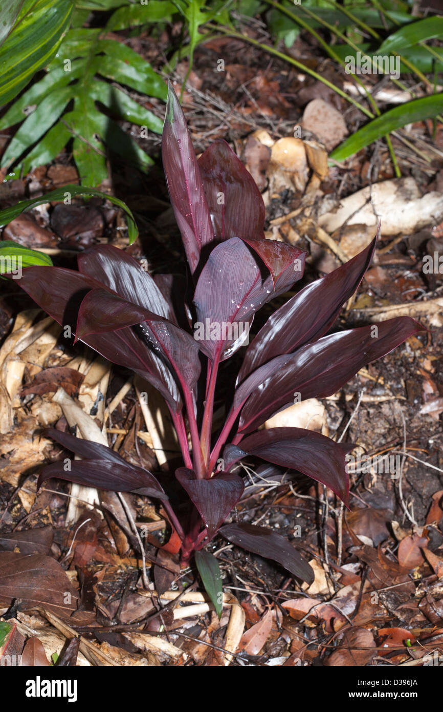 Cordyline Fruticosa Sorte "Schokolade" - eine attraktive Blattpflanze mit großen dunklen roten Blättern Stockfoto
