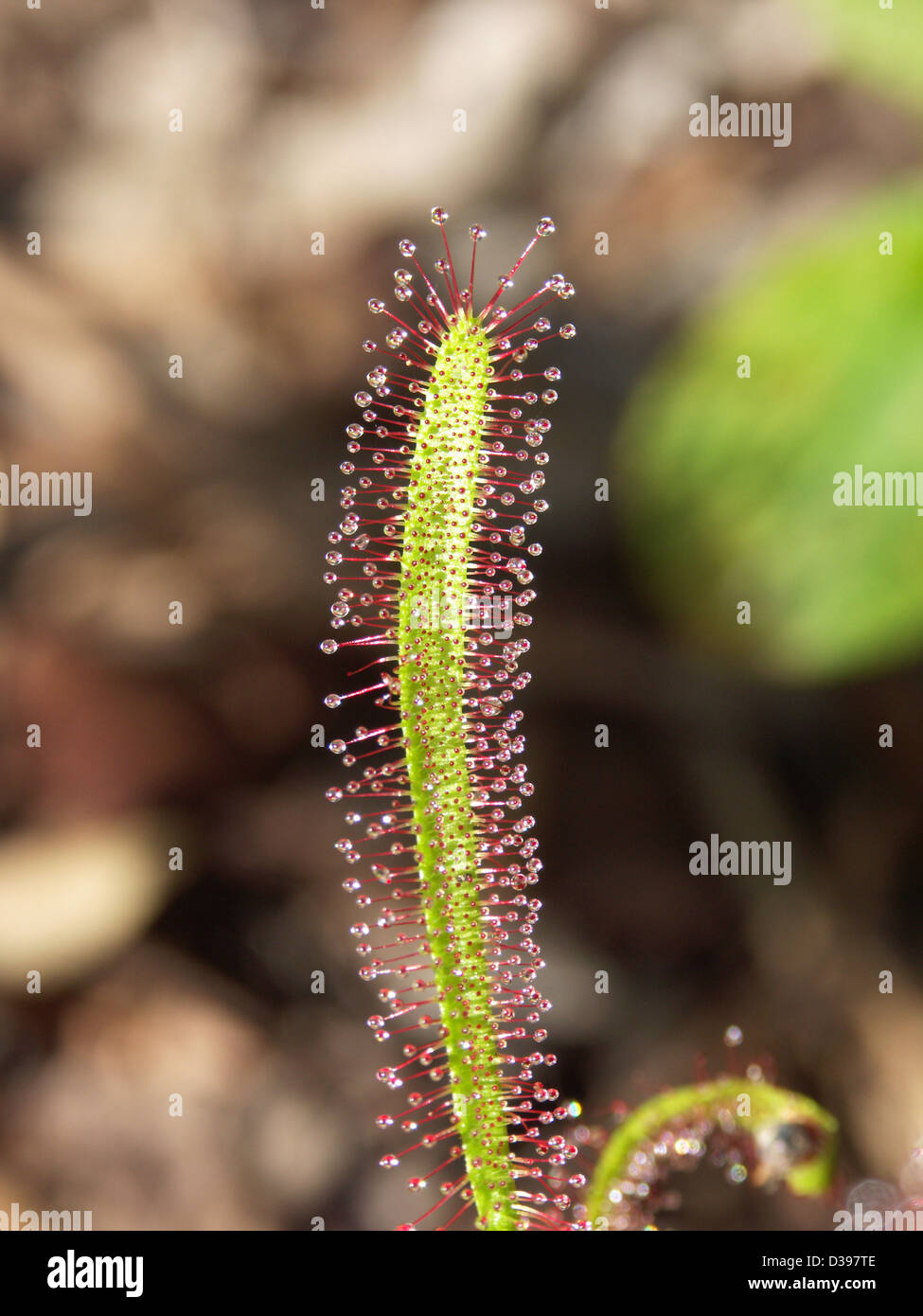 Nahaufnahme von Stamm fleischfressende Pflanze - Drosera Capensis - mit Reihen von glitzernden klebrige Blobs, die Insekten zu fangen Stockfoto