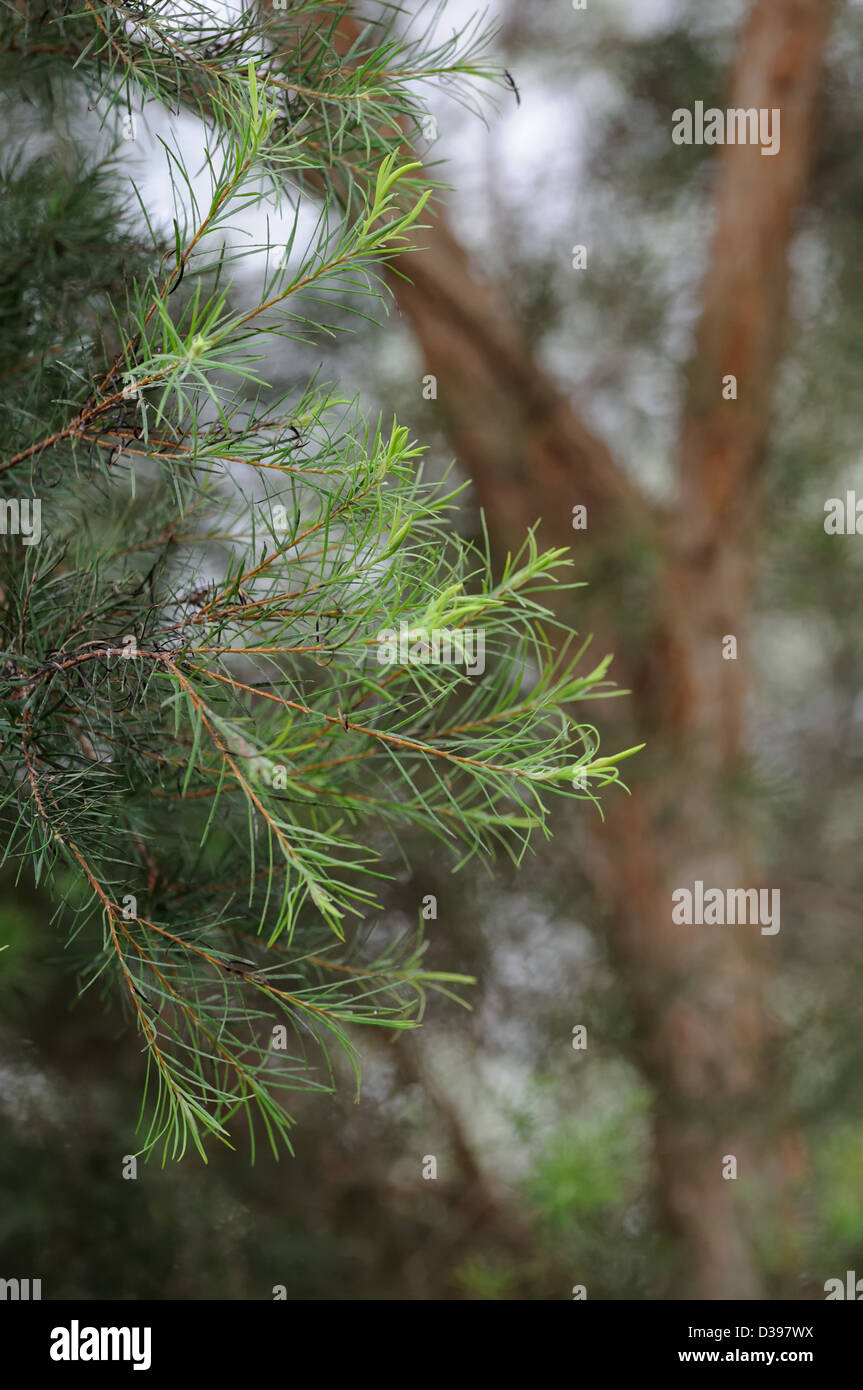 Melaleuca alternifolia -Fotos und -Bildmaterial in hoher Auflösung – Alamy