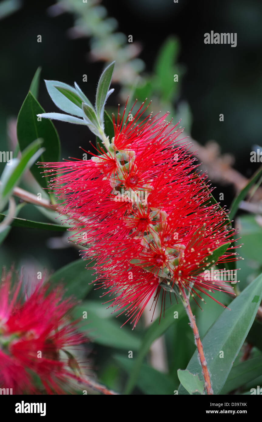 Bottlebrush Pflanze Zylinderputzer Stockfoto
