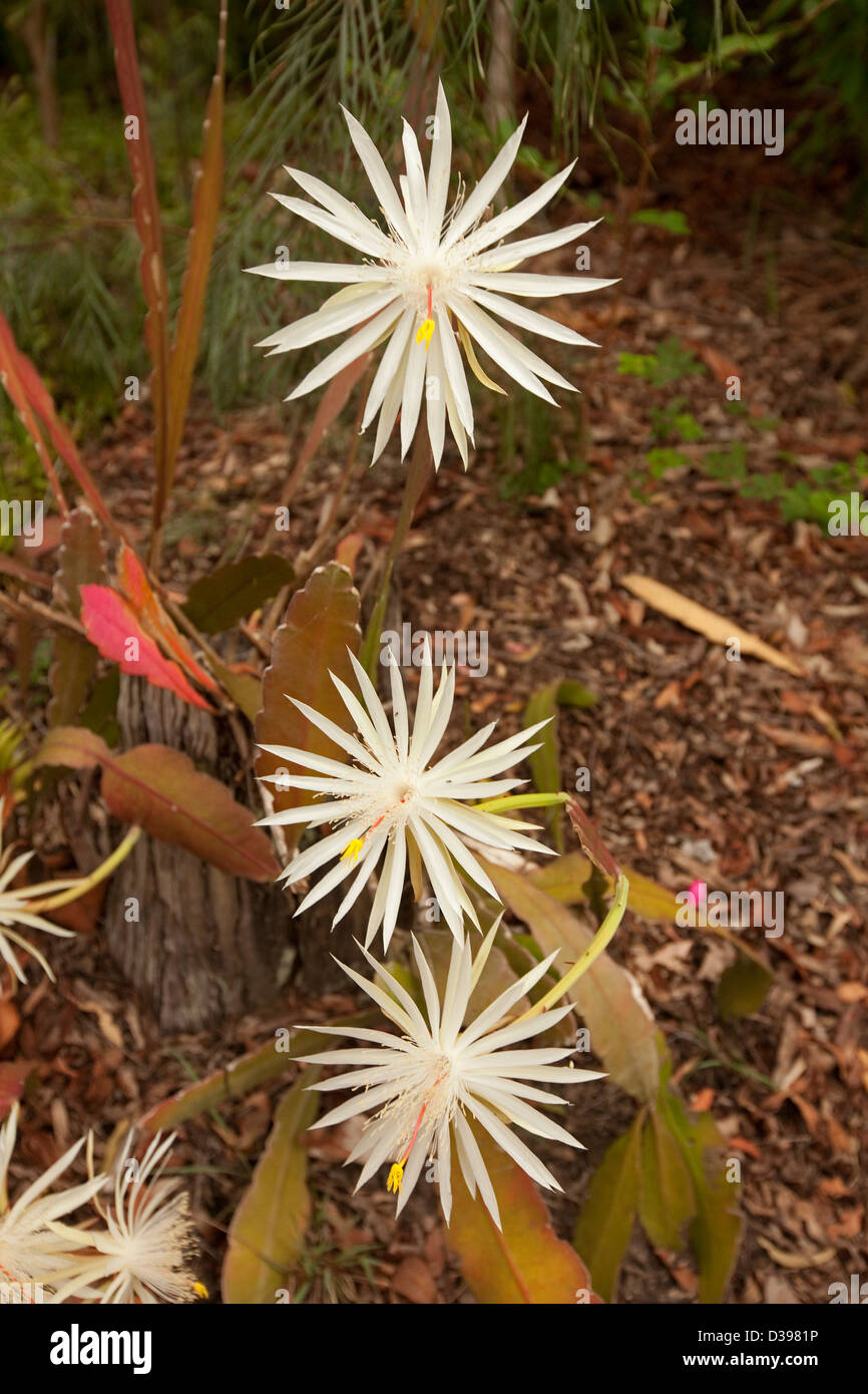 Cluster von weißen Blüten und flache Stängel von Kakteen Epiphyllum Oxypettalum wachsen in einem Wald Garten Stockfoto