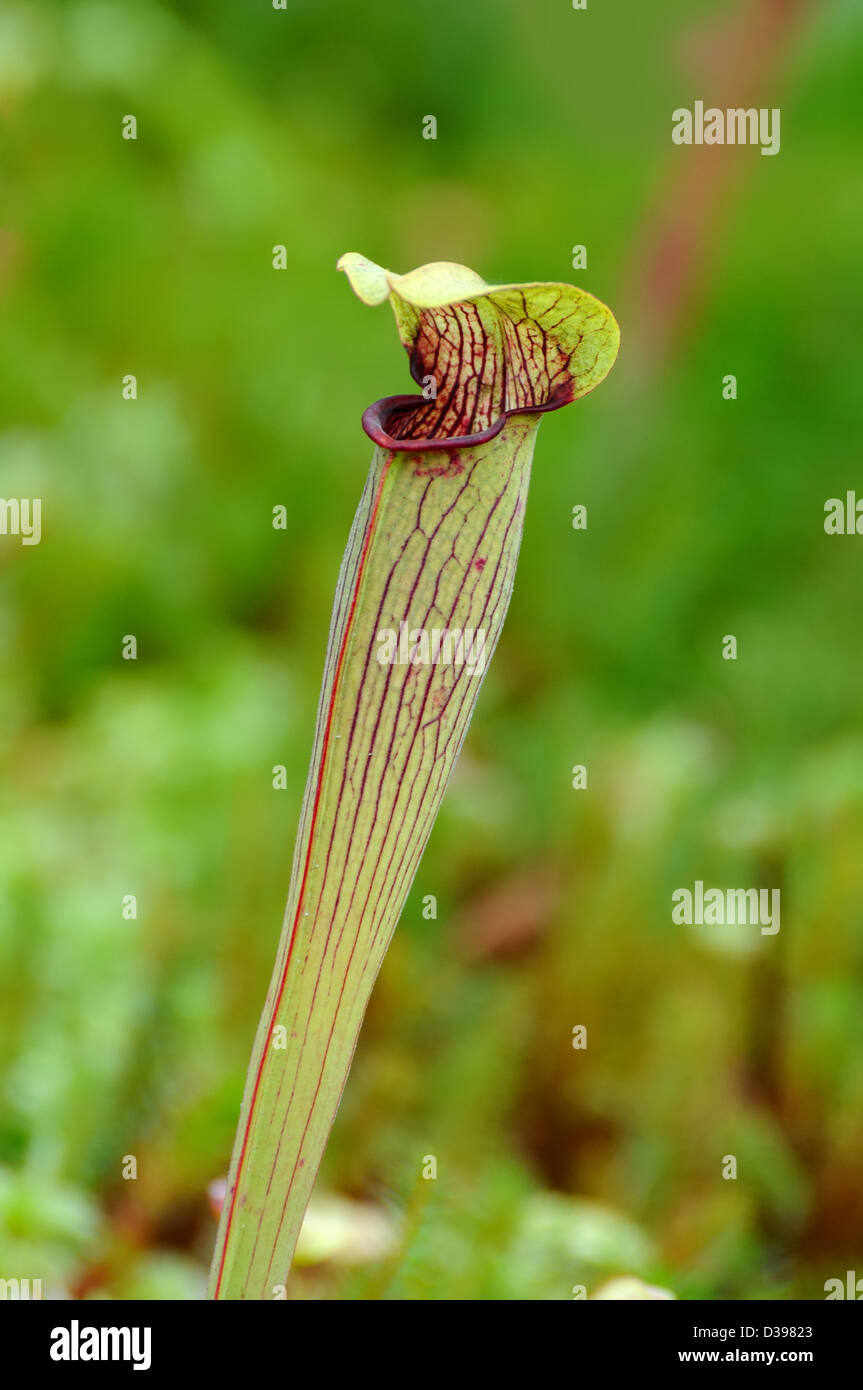 Blasse Schlauchpflanze. Sarracenia alata Stockfoto