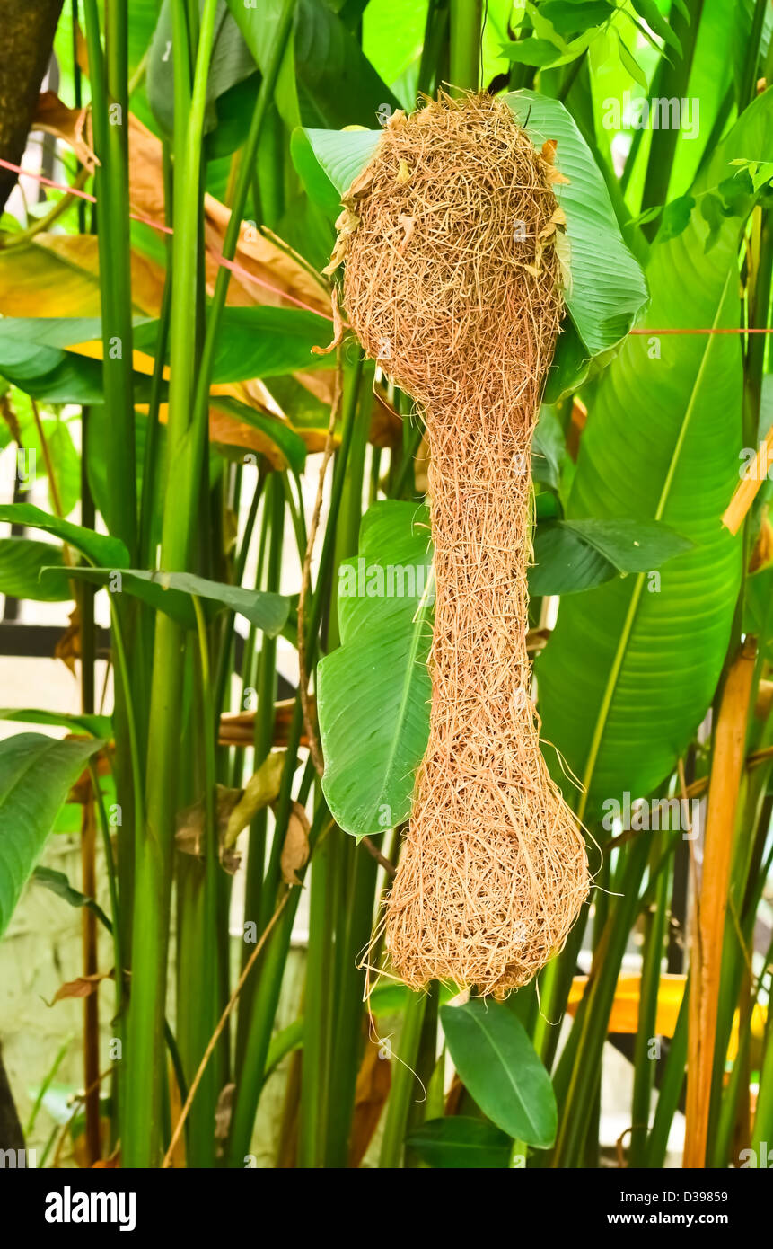 Nest Webervogel Stockfoto