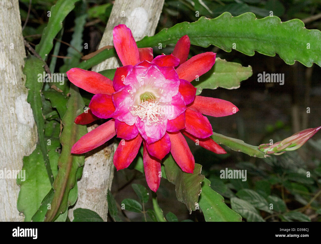 Spektakuläre leuchtend rote Blume und flachen grünen Stängel von Epiphyllum Sorte-Weihnachten / Orchid Cactus - wächst in einem Baum Stockfoto