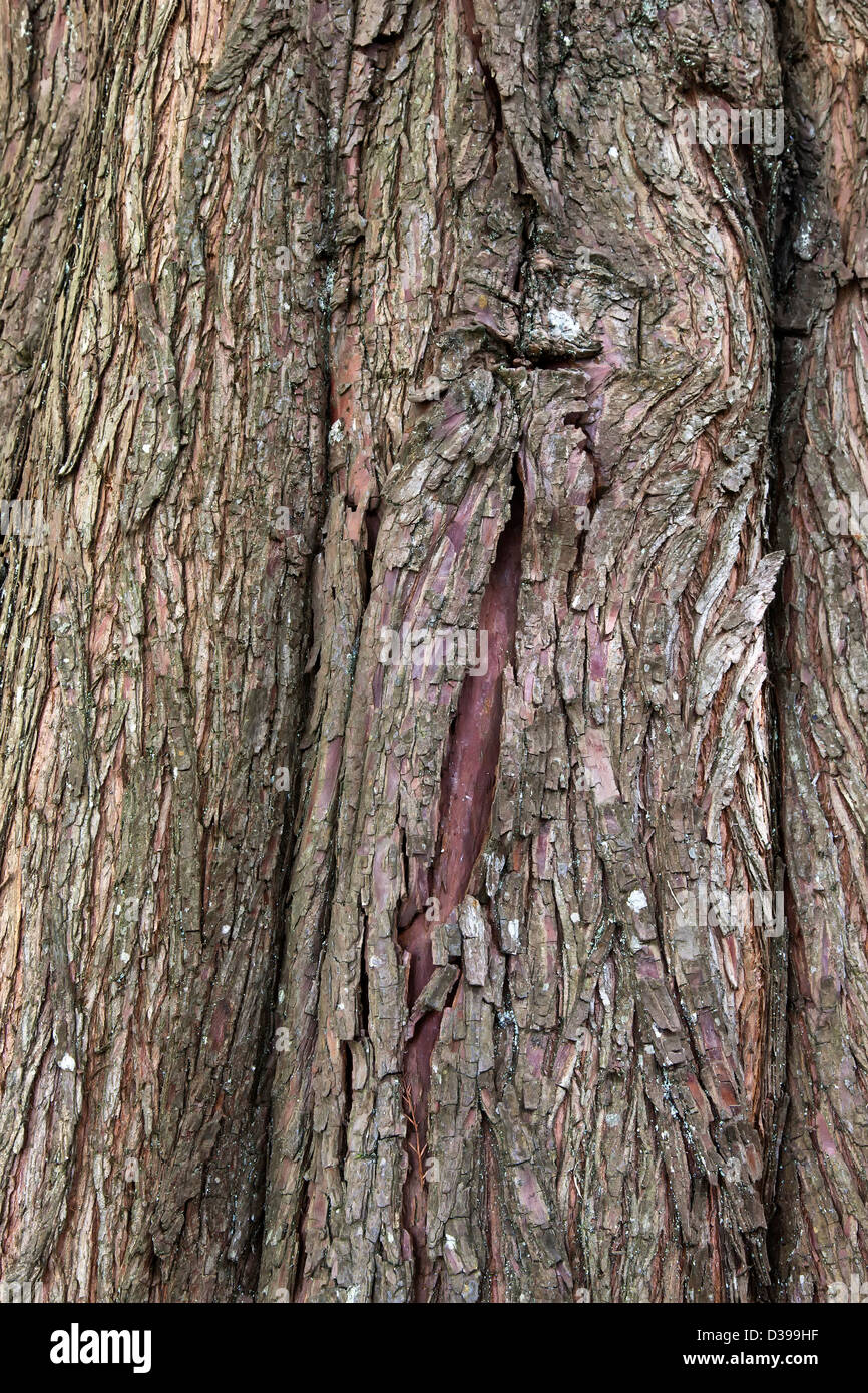 Kahlen Cypress Tree, Nahaufnahme der Rinde' distichum Taxodium distichum'. Stockfoto