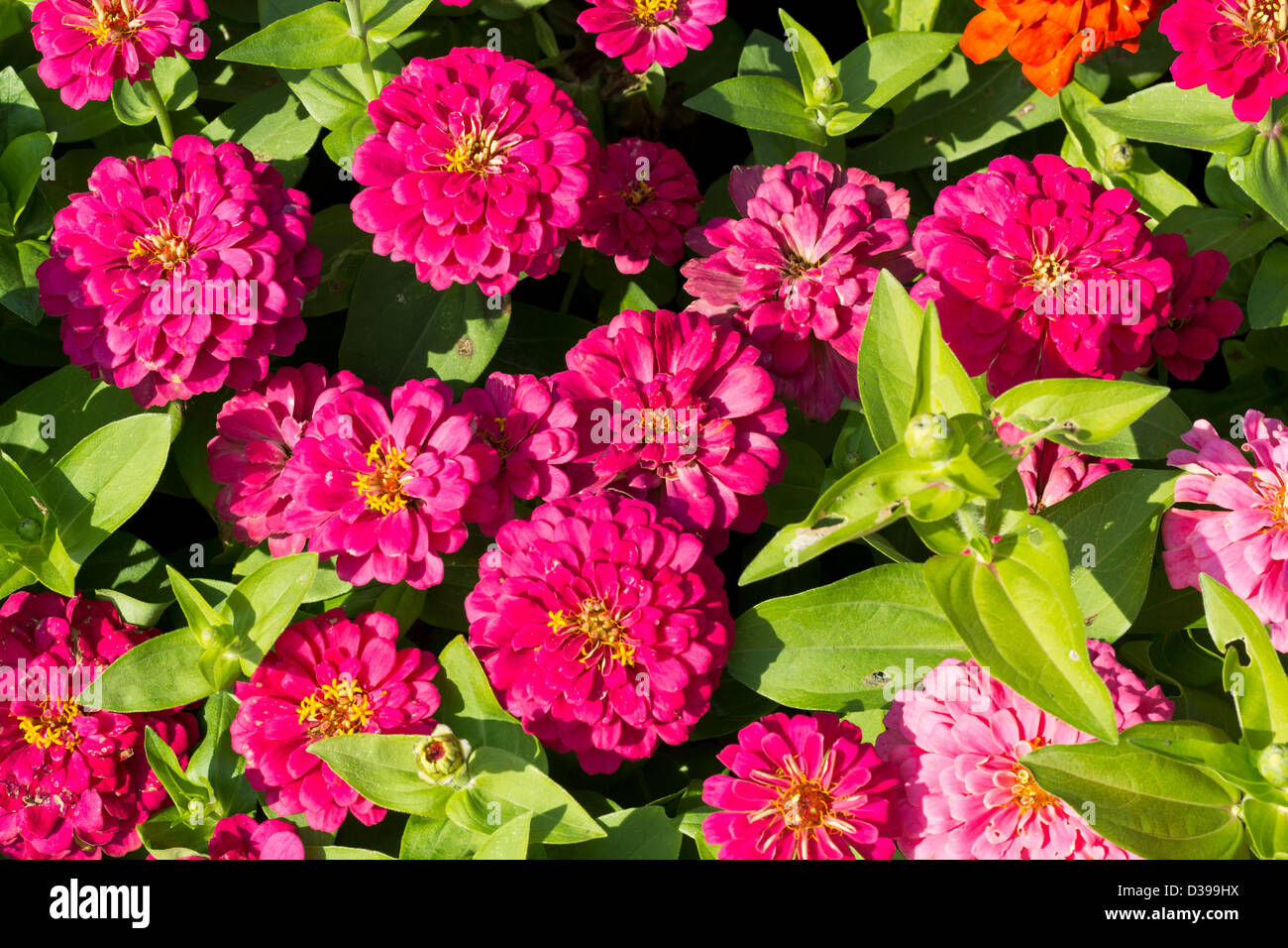 Rosa Zinnia Blumen im Garten Stockfoto