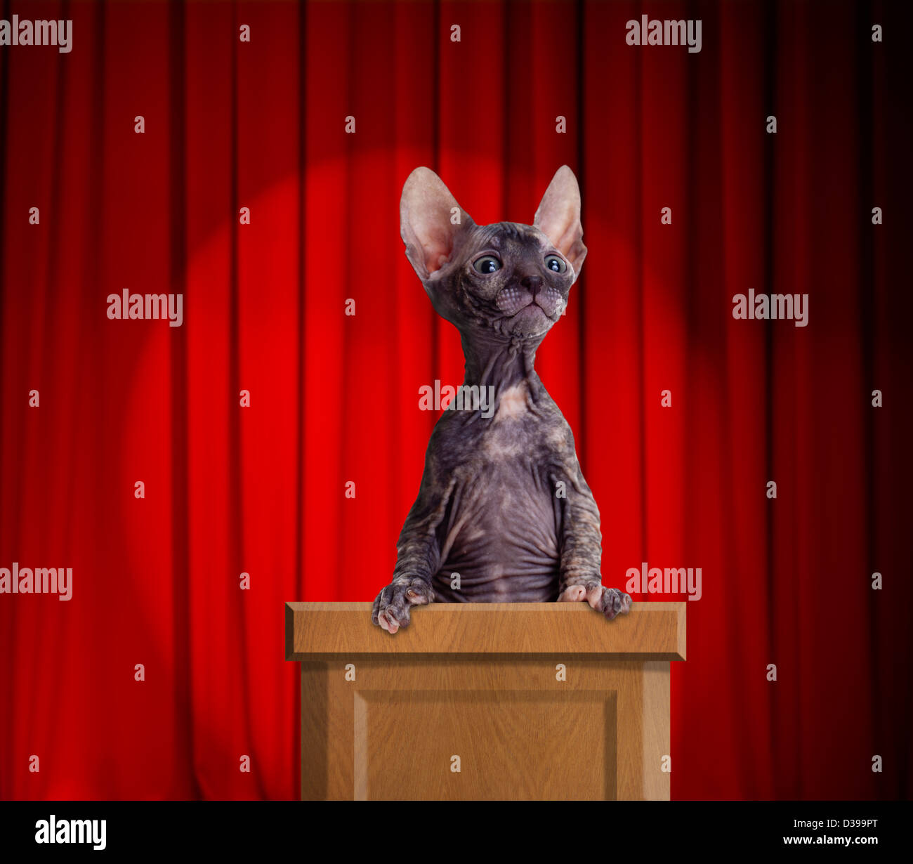 Auf ein Podest für eine Rede mit roten Vorhängen und hellen Fleck hinter lustige haarlose Katze stehend Stockfoto