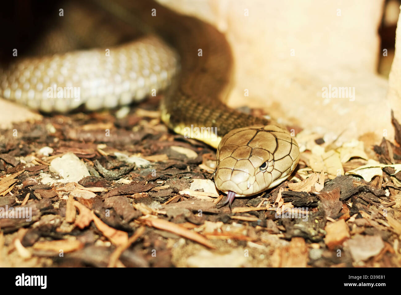 Königskobra (Ophiophagus Hannah), Randers Regnskov Zoo, Randers, Dänemark Stockfoto