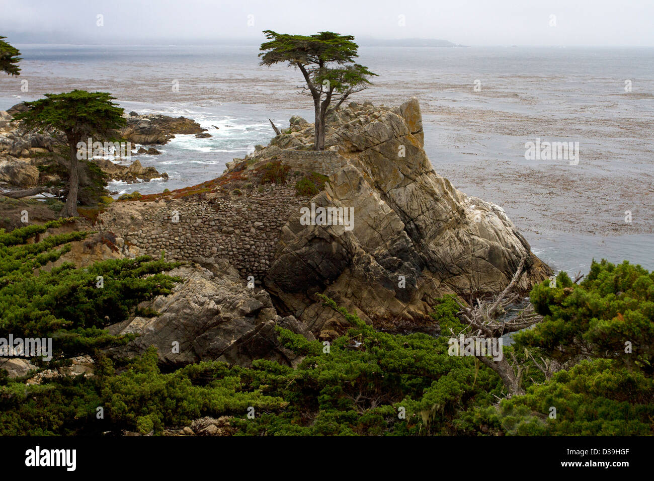 Die Lone Cypress (Monterey-Zypresse - Cupressus Macrocarpa) Pebble Beach, 17-Mile Drive, Monterey Peninsula, Kalifornien im Juli Stockfoto