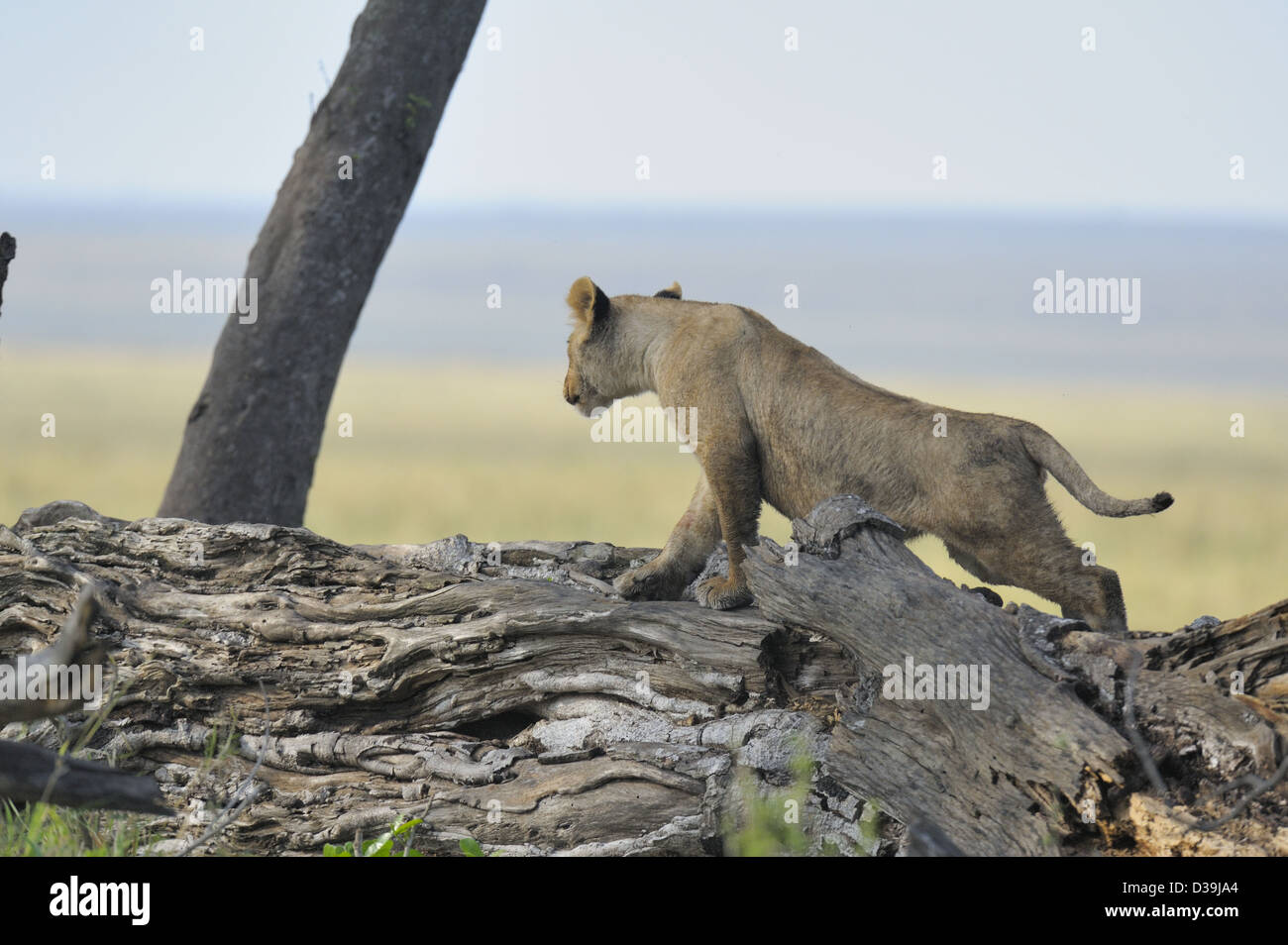 Der Marsh-stolz der Löwen in der Masai Mara, Kenia, Afrika Stockfoto