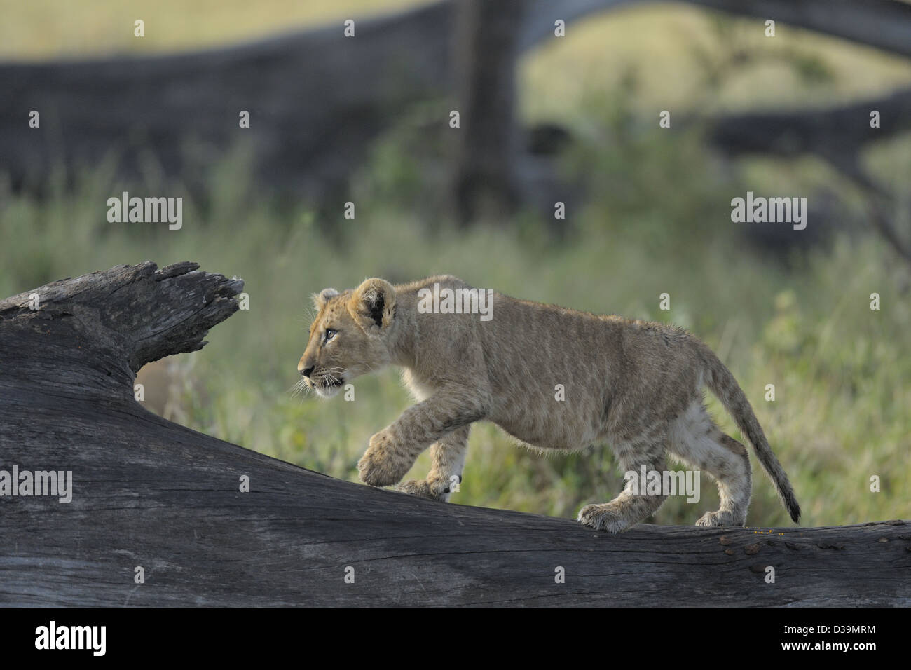 Löwenjunges auf einem Baumstamm in den Ebenen der Masai Mara, Kenia, Afrika Stockfoto