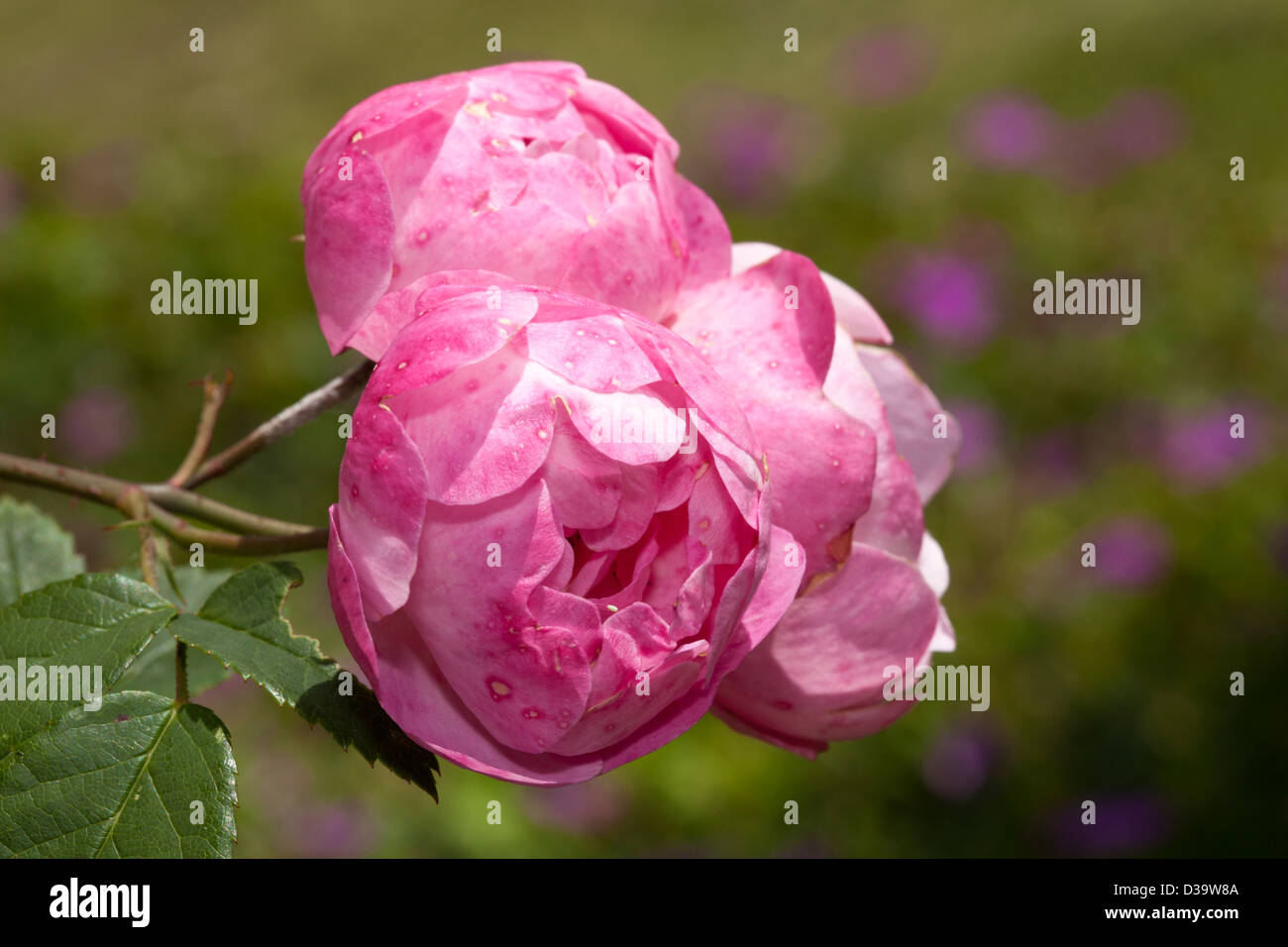 Rambler rose, "Raubritter", Rosa, Rosengewächse Stockfoto