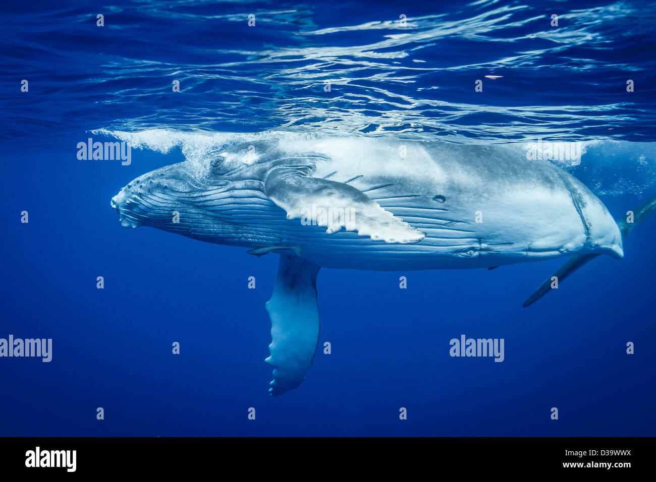 Wal unter wasser -Fotos und -Bildmaterial in hoher Auflösung – Alamy