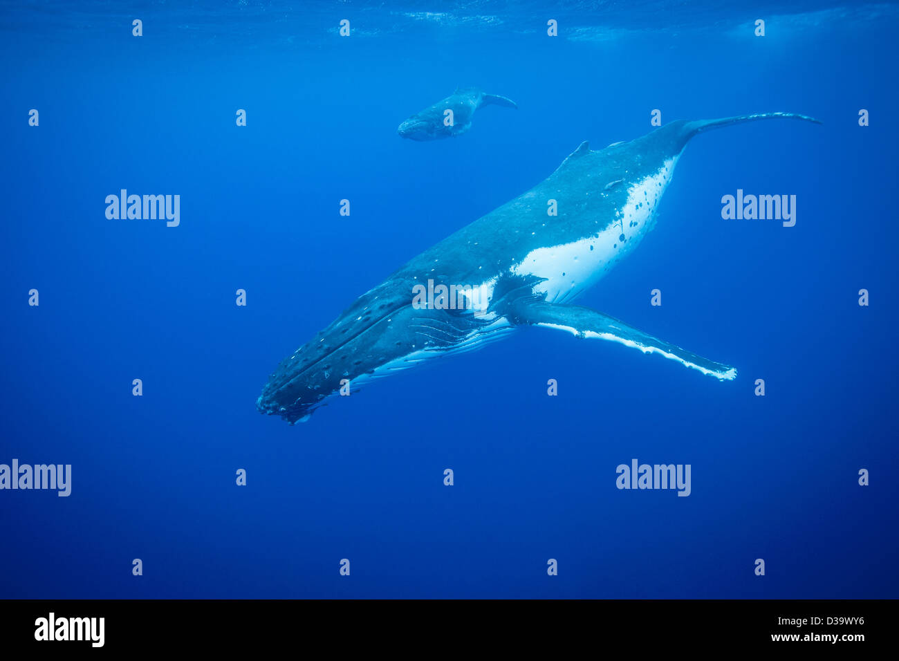 Buckelwale Tauchen Stockfoto