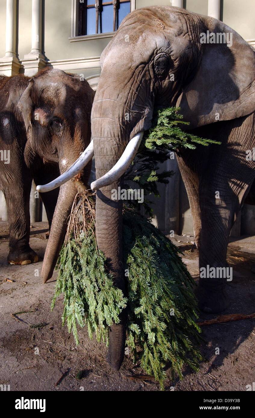 (Dpa) - der 37 Jahre alte Afrikanische Elefant Pretti (R) und seinen asiatischen Kollegen Elefanten Savani ernähren sich von saftig grüne Weihnachtsbäume im Zoo in Köln, 29. Dezember 2003. Verkäufer von Weihnachtsbäumen haben ihre unverkauften Bestände in den Zoo als tierisches Futter gegeben. Elefanten bevorzugen offenbar die nordmann Stockfoto
