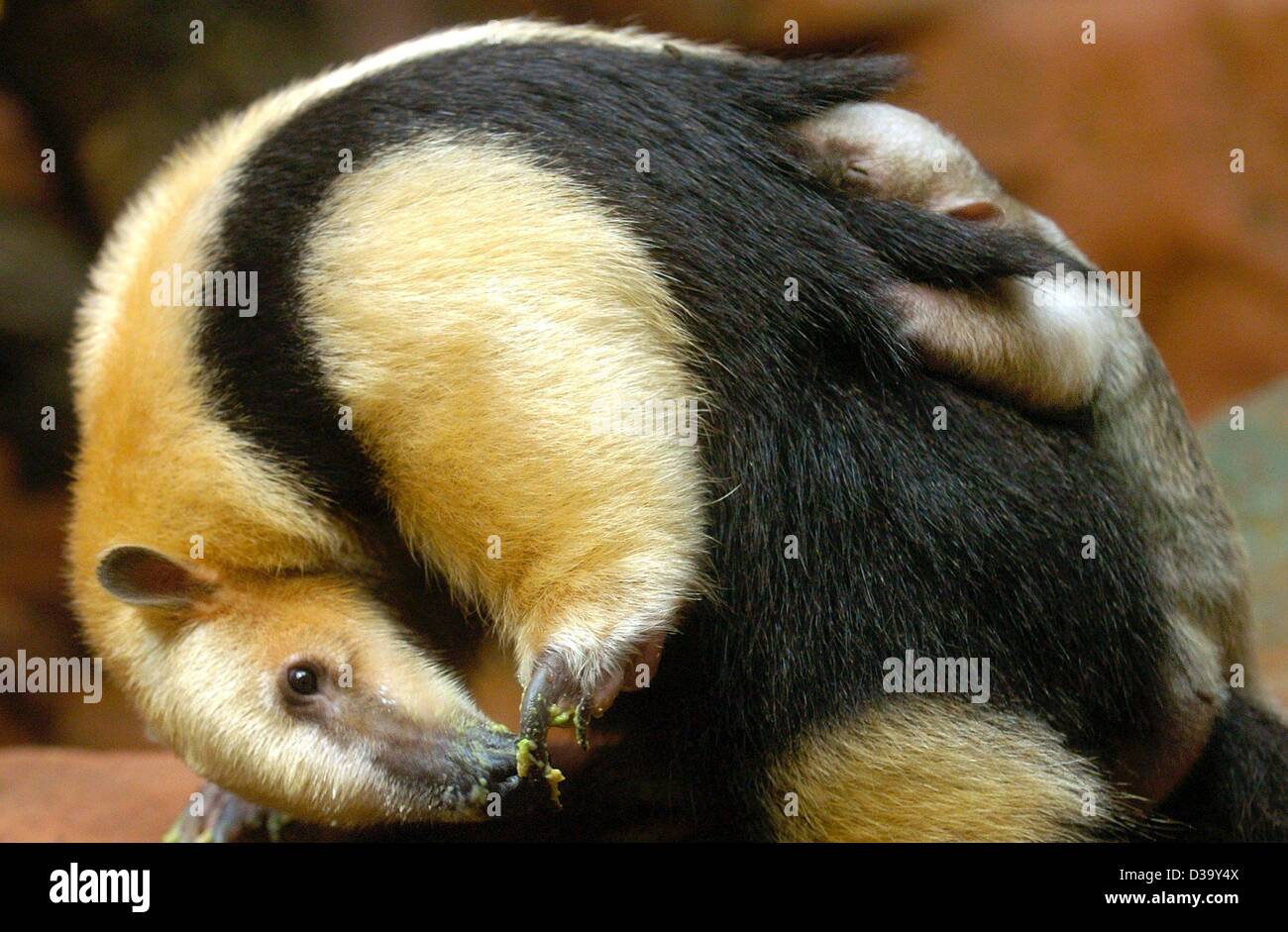 (Dpa) - hält nur 14 Tage alten Baby Tamandua an Fell seiner Mutter als sie in ihrem Gehege im Zoo in Frankfurt am Main, 19. Dezember 2003 geht. Der Tamandua oder Kragen Ameisenbär, lebt in der Regel in den Wäldern von zentral und Südamerika. Es lebt vor allem in den Bäumen, oft schlafen Stockfoto