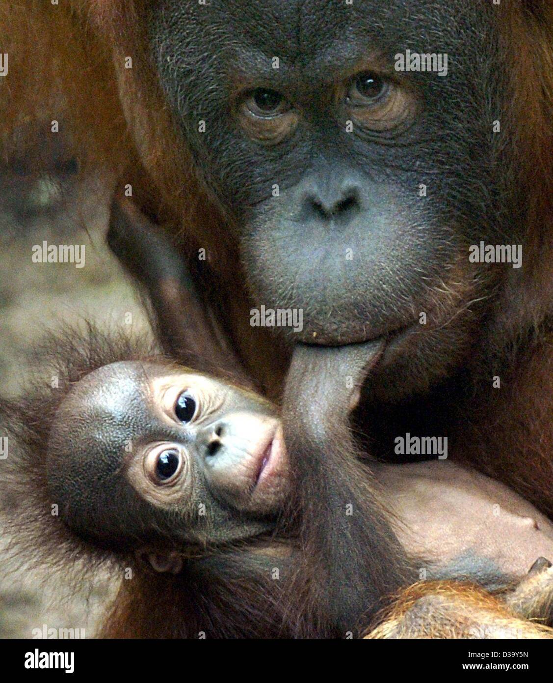(Dpa) - die drei Monate alte Orang Utan Baby Raja legt seine Hand in den Mund seiner Mutter Pini im Zoo in Leipzig, Deutschland, 22. Dezember 2003. Stockfoto