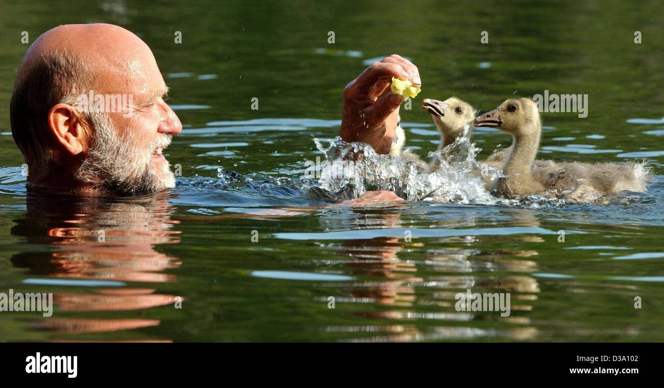 (Dpa) - Wenn Sie adoptieren Gänse, scheuen Sie sich nicht mit kaltem Wasser: Karl Witzleben lehrt zwei kleine Brants, Schwimmen in einem See von Brandenburg, Deutschland, füttern einen Apfel für Ermutigung, 12. Mai 2002. Witzleben hatte fünf Eiern in einem verlassenen nest und schlüpften sie unter Erwärmung Licht gefunden. Inzwischen die Gänse-ch Stockfoto