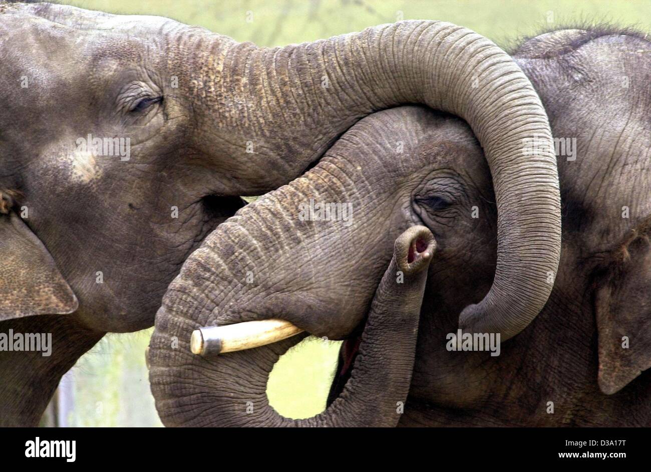 (Dpa) - das Mädchen zu küssen: zwei liebevolle asiatische Elefanten zärtlich tauschen Küsse im Münchner Zoo, 6. Mai 2002. Asiatische Elefanten sind eine vom Aussterben bedrohte Arten. Die Bevölkerungsexplosion in Asien und die Folgeschäden Abholzung für landwirtschaftliche Flächen reduziert den Elefanten bestand bis zu 50000 Tiere. Stockfoto