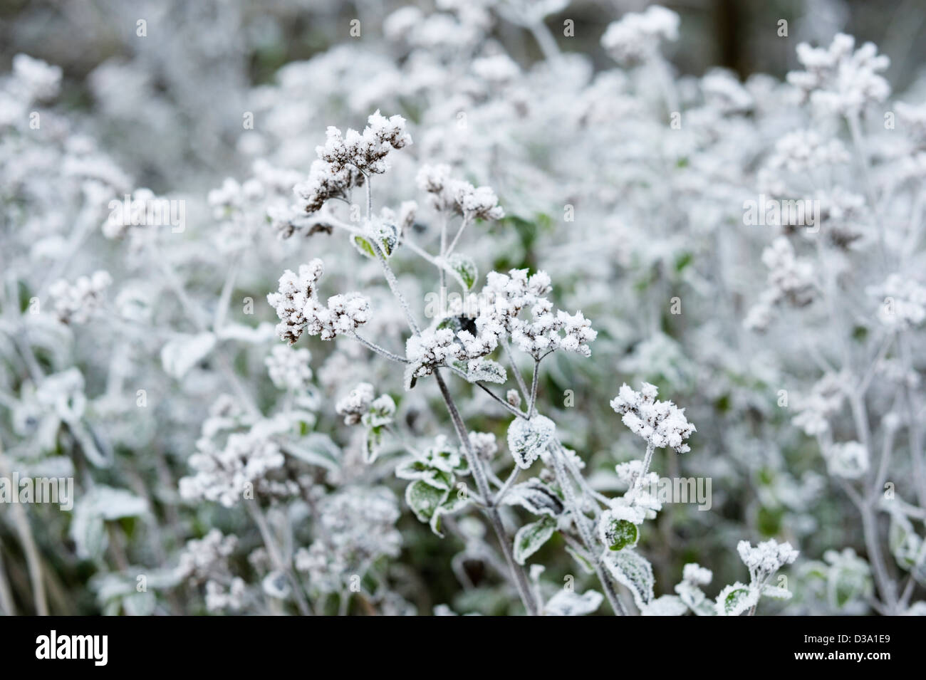 Origanum Vulgare, Oregano Seedheads bei Frost. Stockfoto