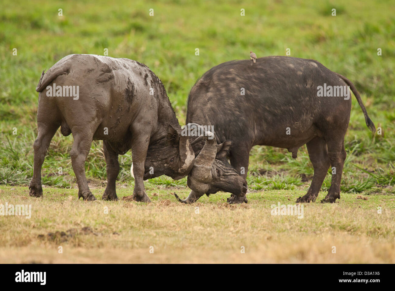 zwei junge afrikanische Büffel kämpfen Stockfoto