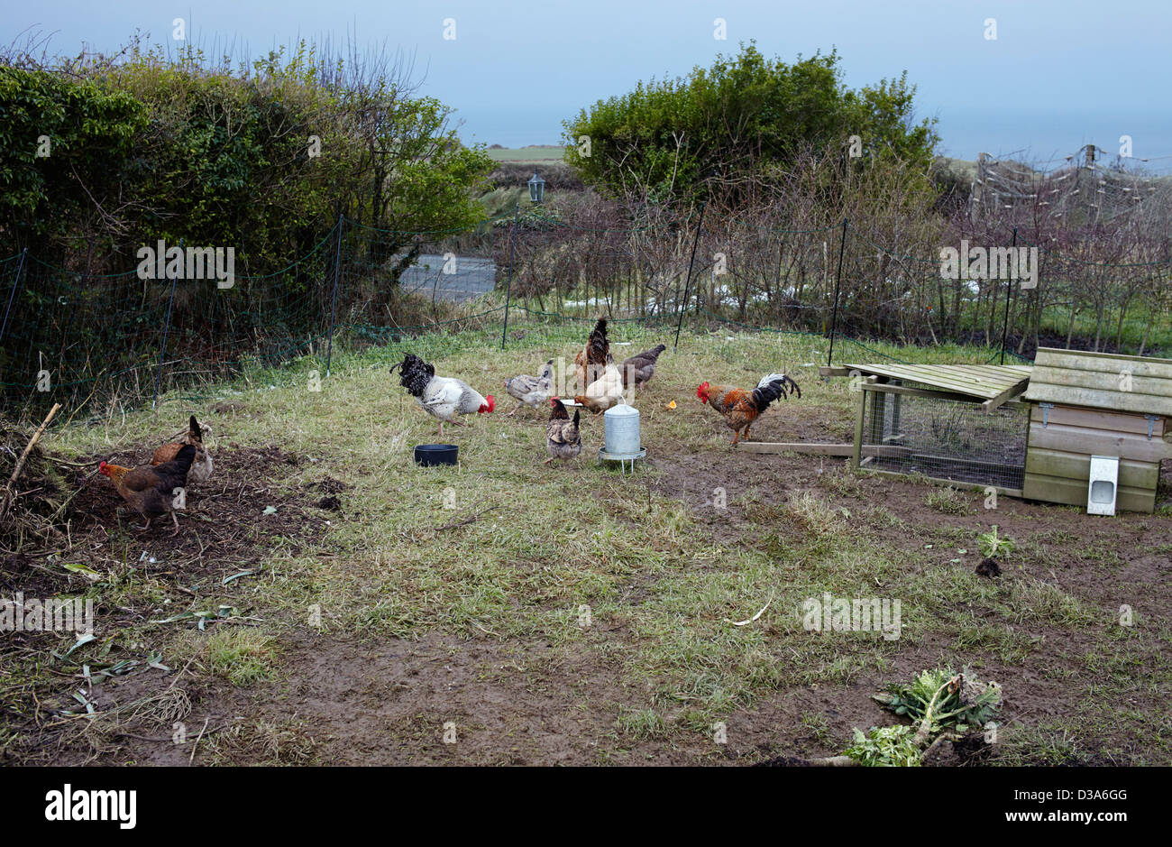 Hühnerhaltung im Freiland mit einem niedrigen Zaun Stockfoto