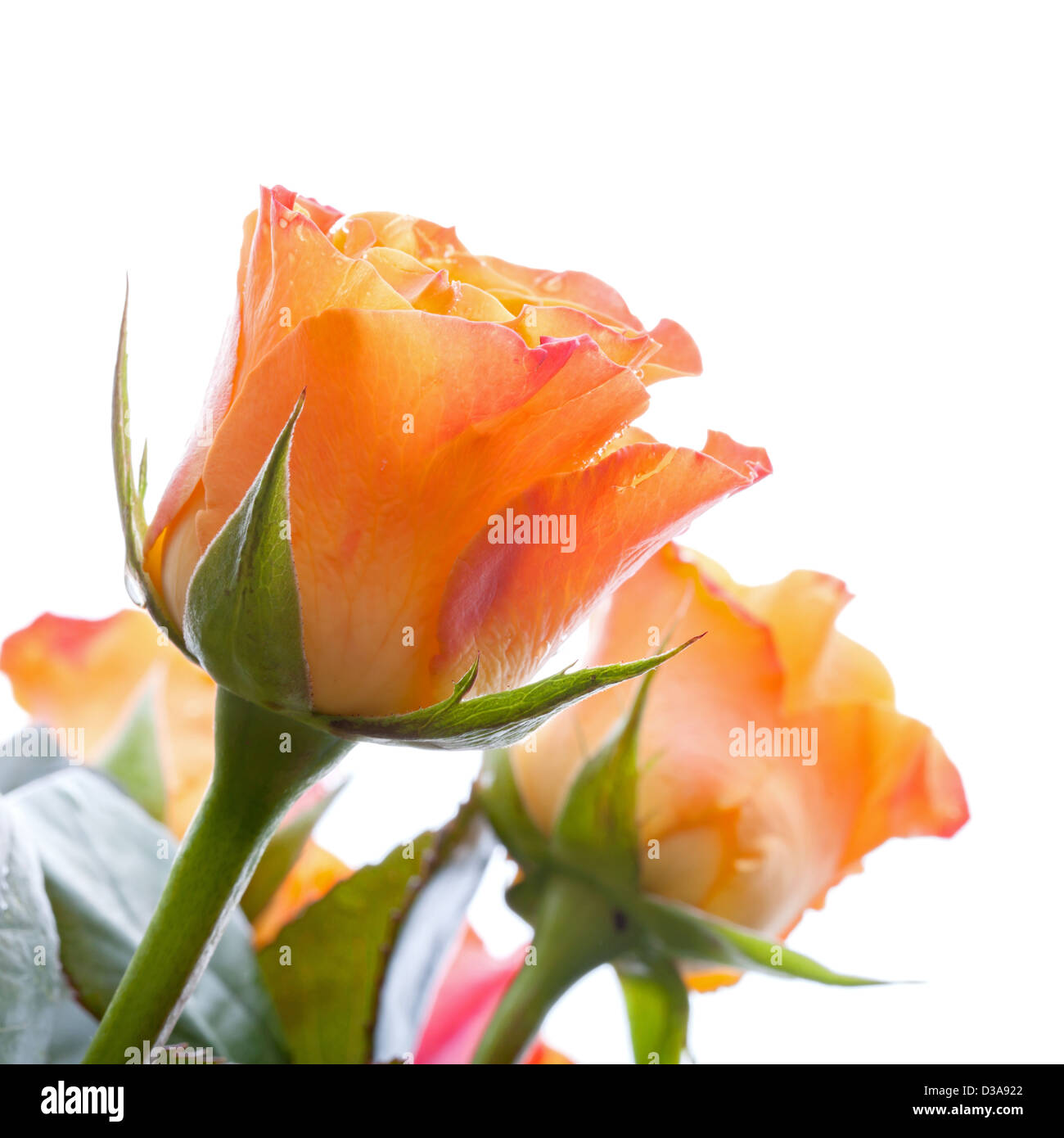Rote und orange rosen -Fotos und -Bildmaterial in hoher Auflösung – Alamy