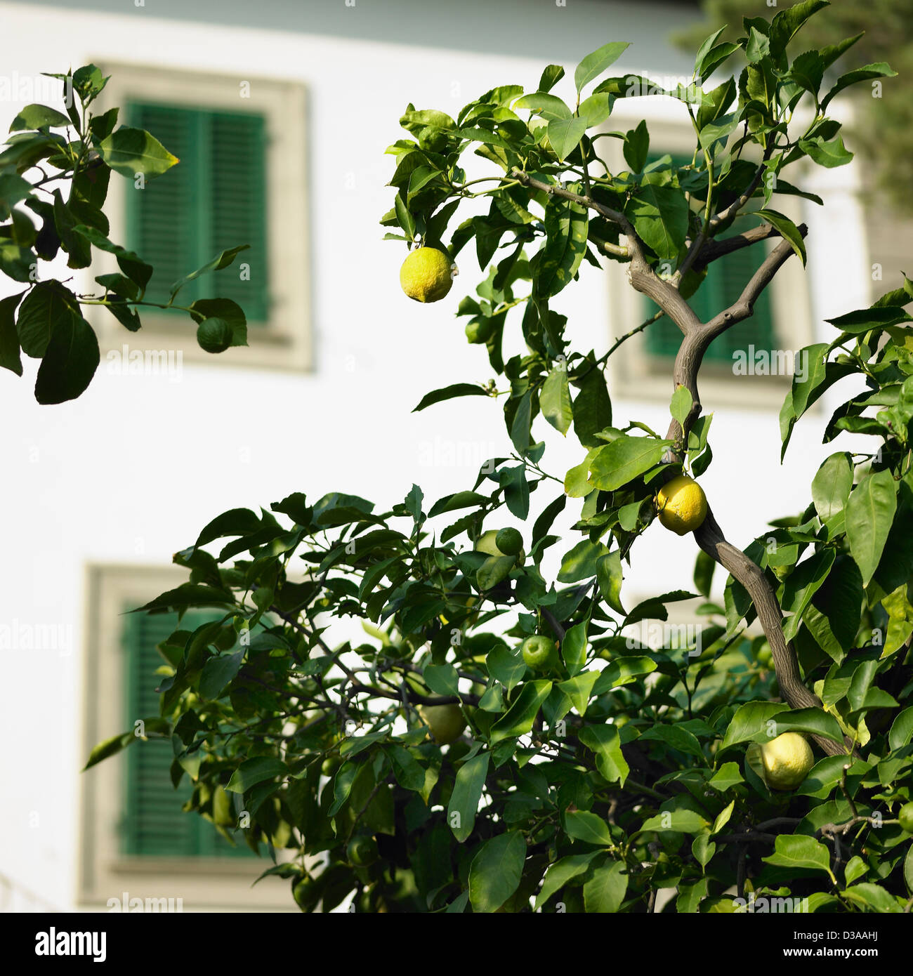 Obstbaum im freien Stockfoto
