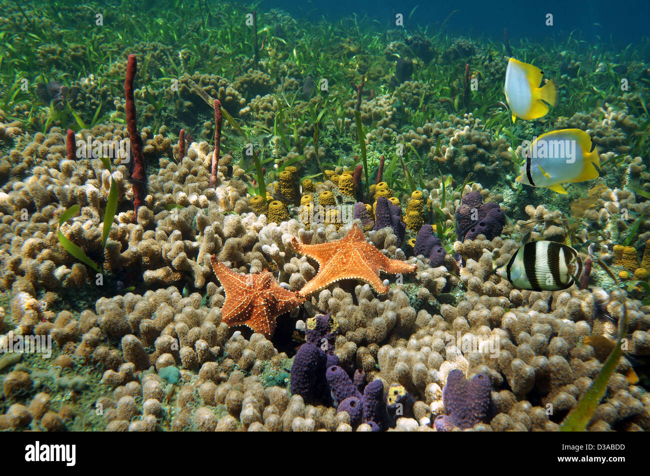 Eine farbenfrohe Korallenriff Starfish, Rohr, Schwämme und tropischen Fischen unter Wasser, Karibik Stockfoto