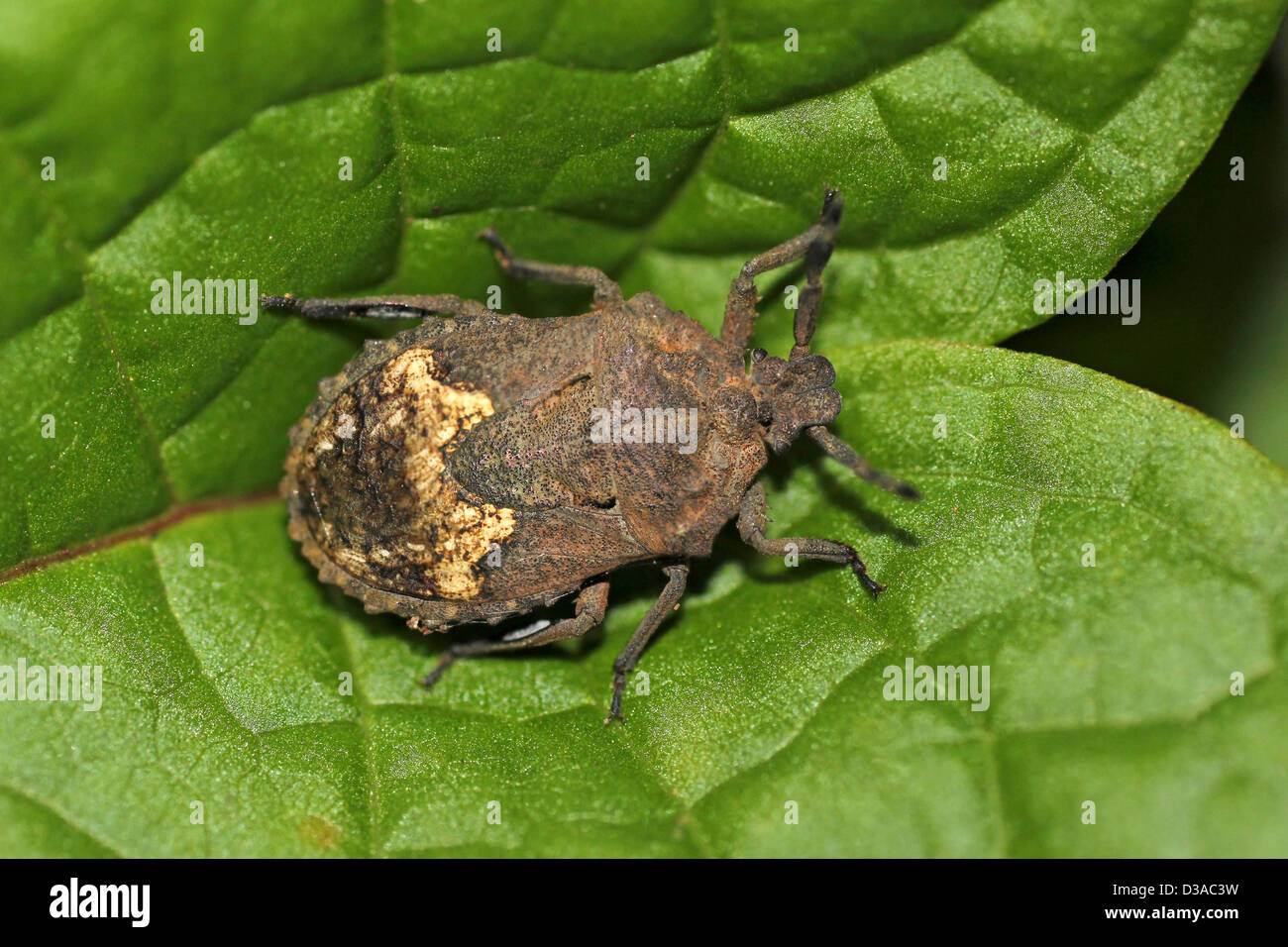 Cucurbit Shield Bug Megymenum brevicorne Stockfoto
