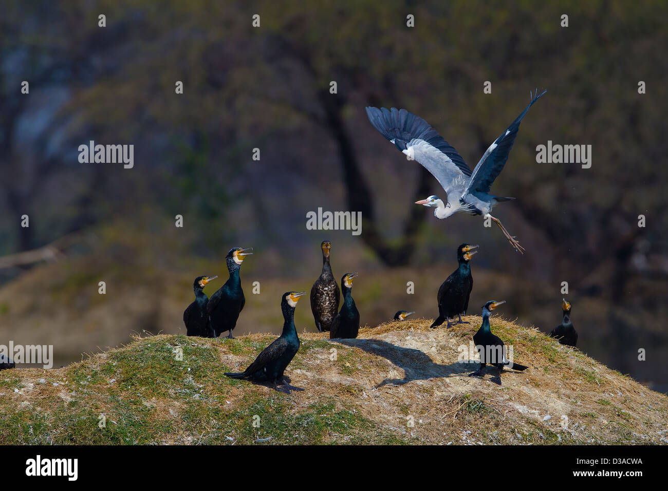 Kormoran, Flügel, Süßwasser Vogel, wilde Vögel, Tiere und Haustiere, Natur, Flügel ausbreiten, Tierwelt, Natur-Szene, schwarzer Vogel, Indien Stockfoto