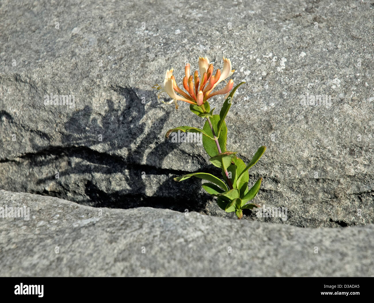 Wilden Geißblatt wächst in den Gletscherspalten Kalkstein Bürgersteige, die Burren, Co Clare, Irland Stockfoto