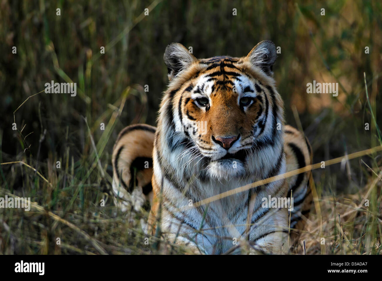 Bengal Tiger, Tierwelt, Natur, Artenschutz, wilde Tiere, Tiere und Haustiere, indische Tierwelt, Tierverhalten, Portrait, Indien Stockfoto