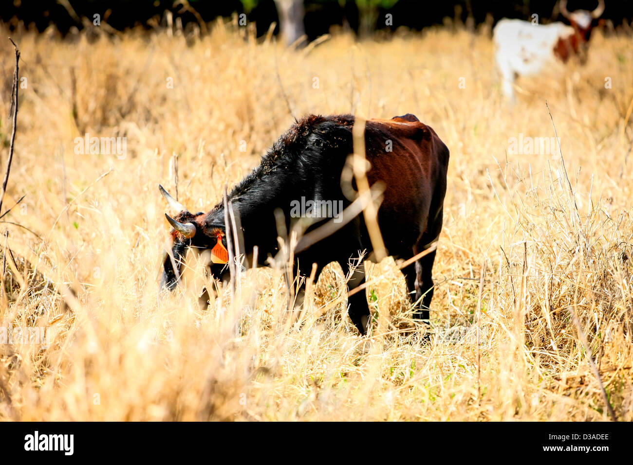 Junge steuert genießen Beweidung in einem Feld lange Grashalme in Florida Stockfoto