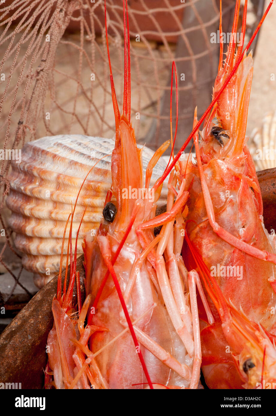 Nahaufnahme von den Leitern der Rohe rote Garnelen mit einem maritimen Hintergrund aus Sand, Muscheln, ein Treibholz Brett und ein Netz Stockfoto