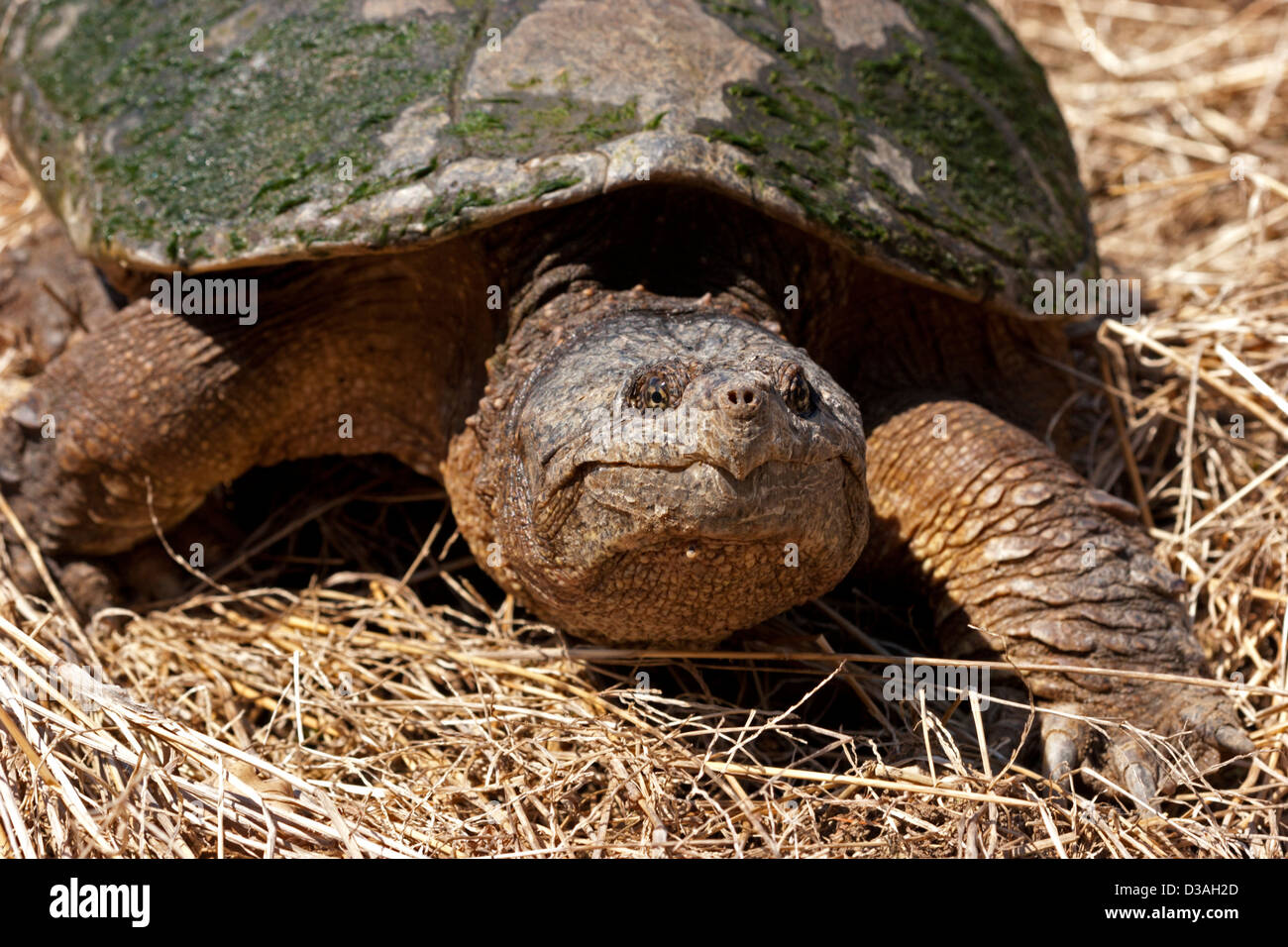 Schnappschildkröte großes Reptil Stockfoto