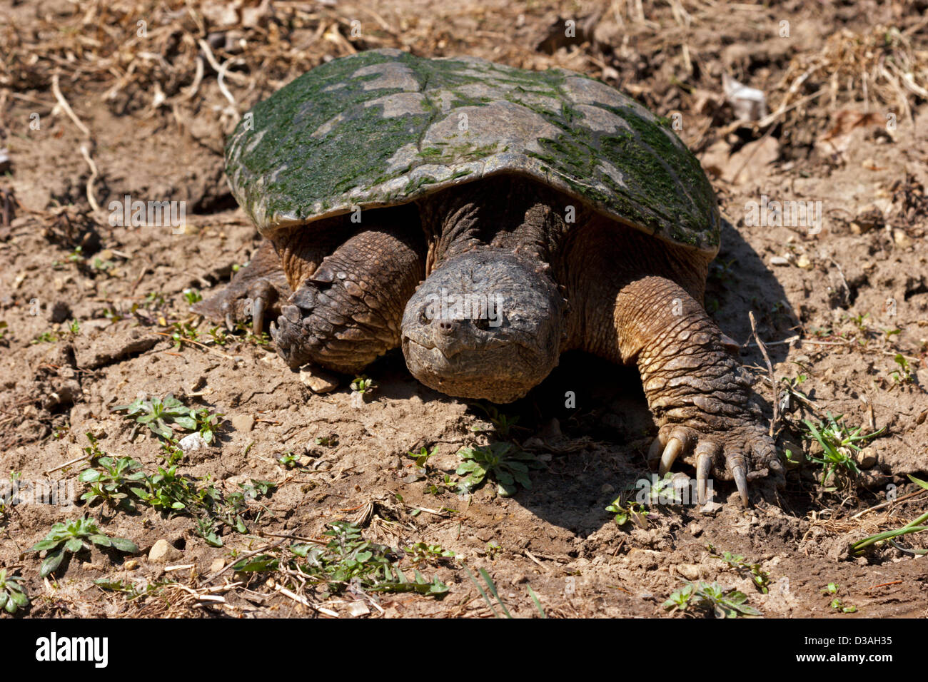 Schnappschildkröte großes Reptil Stockfoto