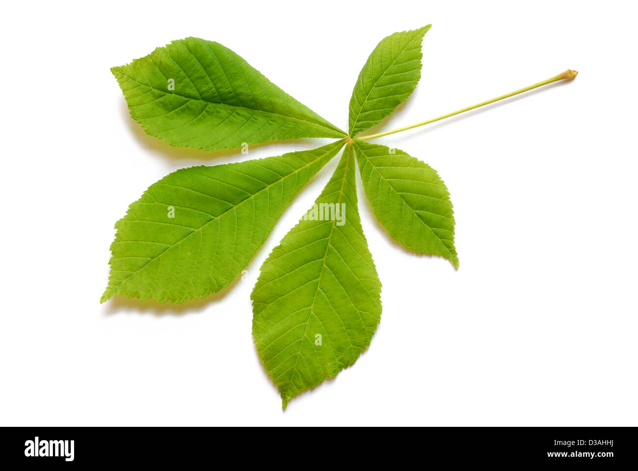 Frühling-Blatt Stockfoto