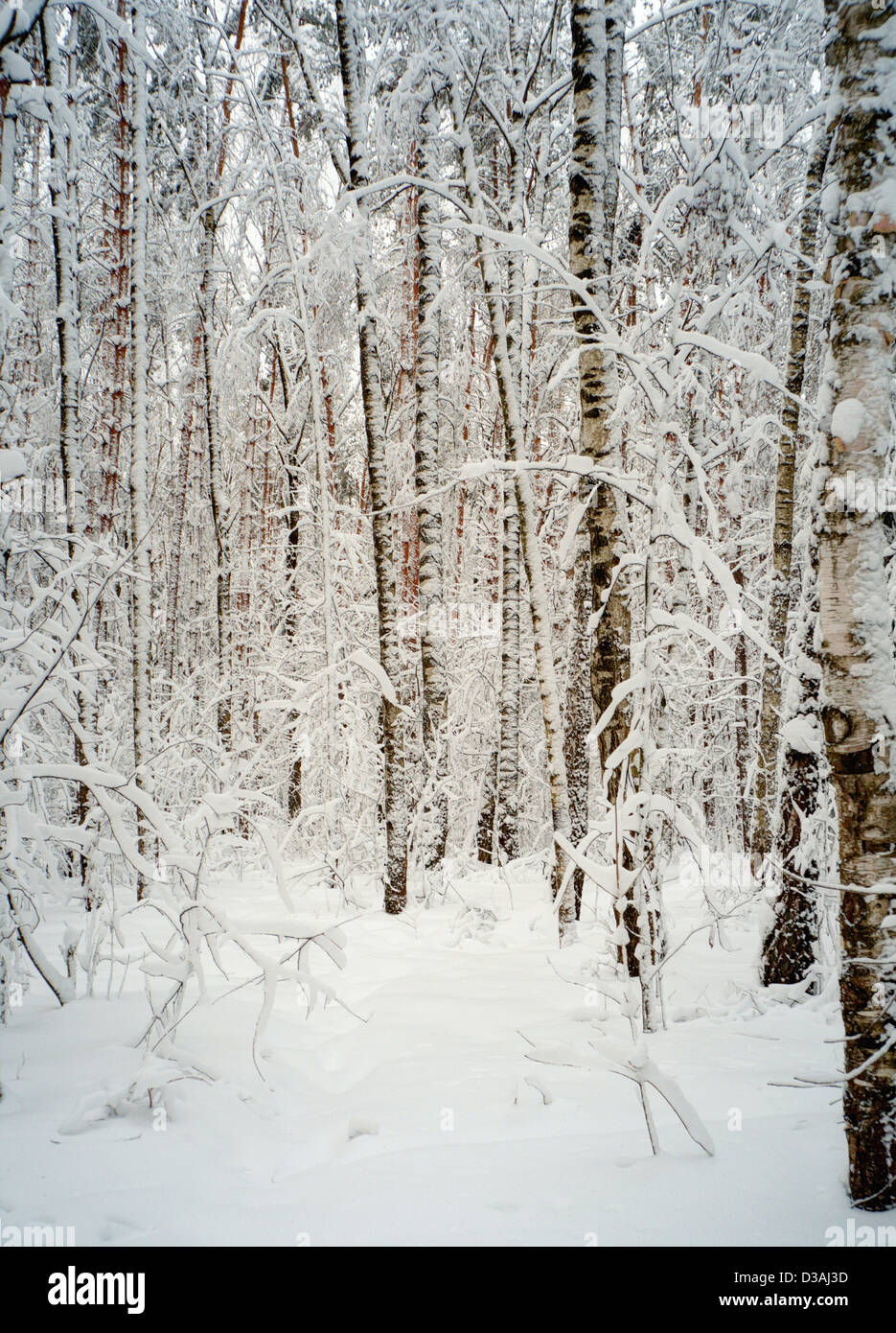 Winterwald im Schnee Stockfoto