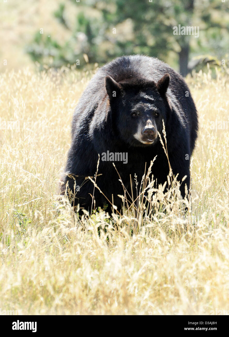 Amerikanischer Schwarzbär in Nordamerika, Bär, Schwarzbär, Tier, Stockfoto
