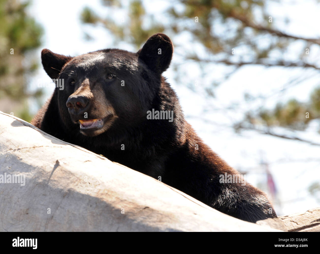 Amerikanischer schwarzer Bär, Schwarzbär, amerikanische Schwarzbären, die ursprünglich aus Nordamerika, Wyoming, Tier, Stockfoto