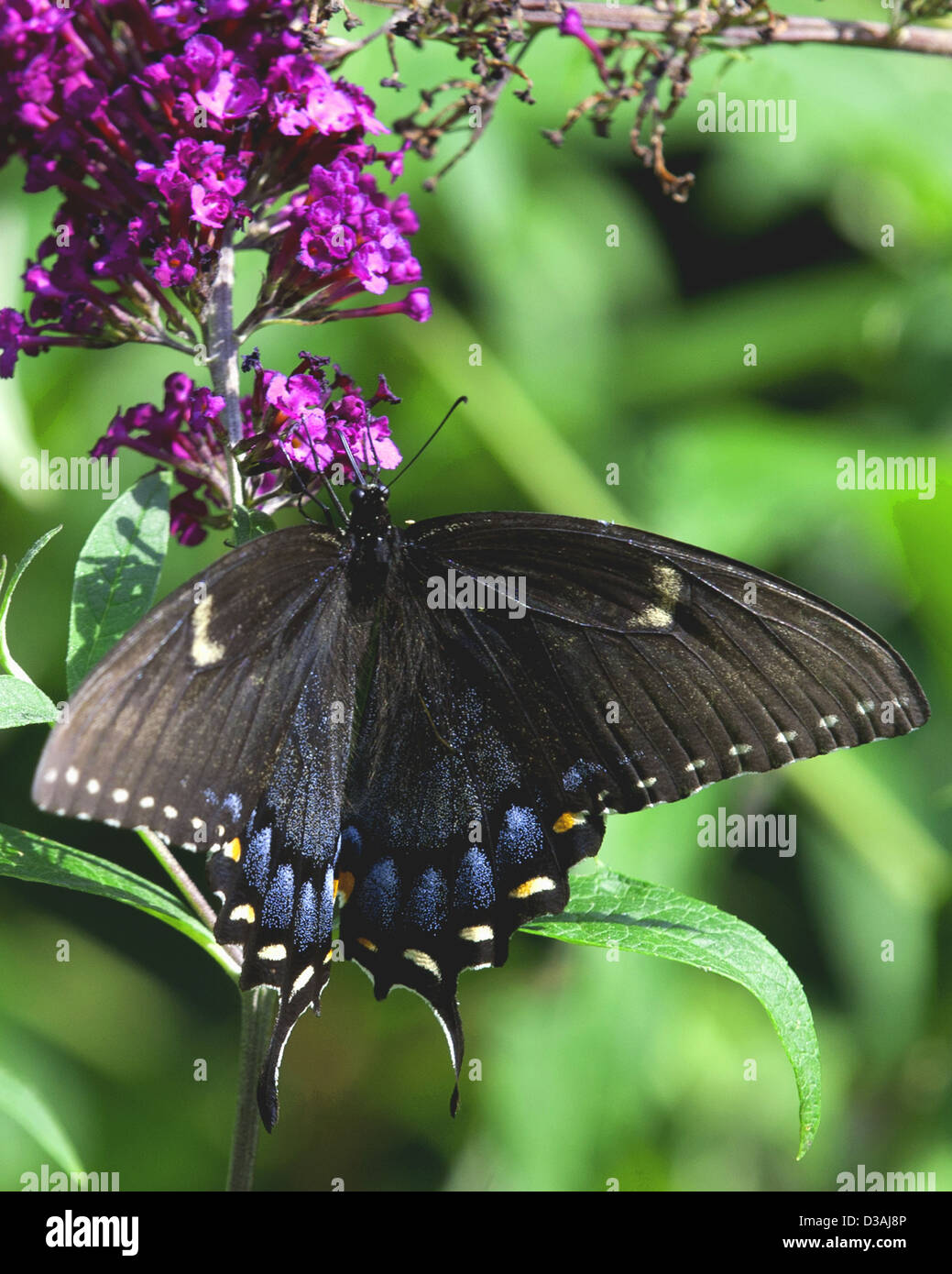 Schwalbenschwanz-Schmetterling, Schwalbenschwanz, Schmetterling, Schmetterlinge, Fine Art Photography von Ron Bennett,RonBennettPhotography.com, Stockfoto