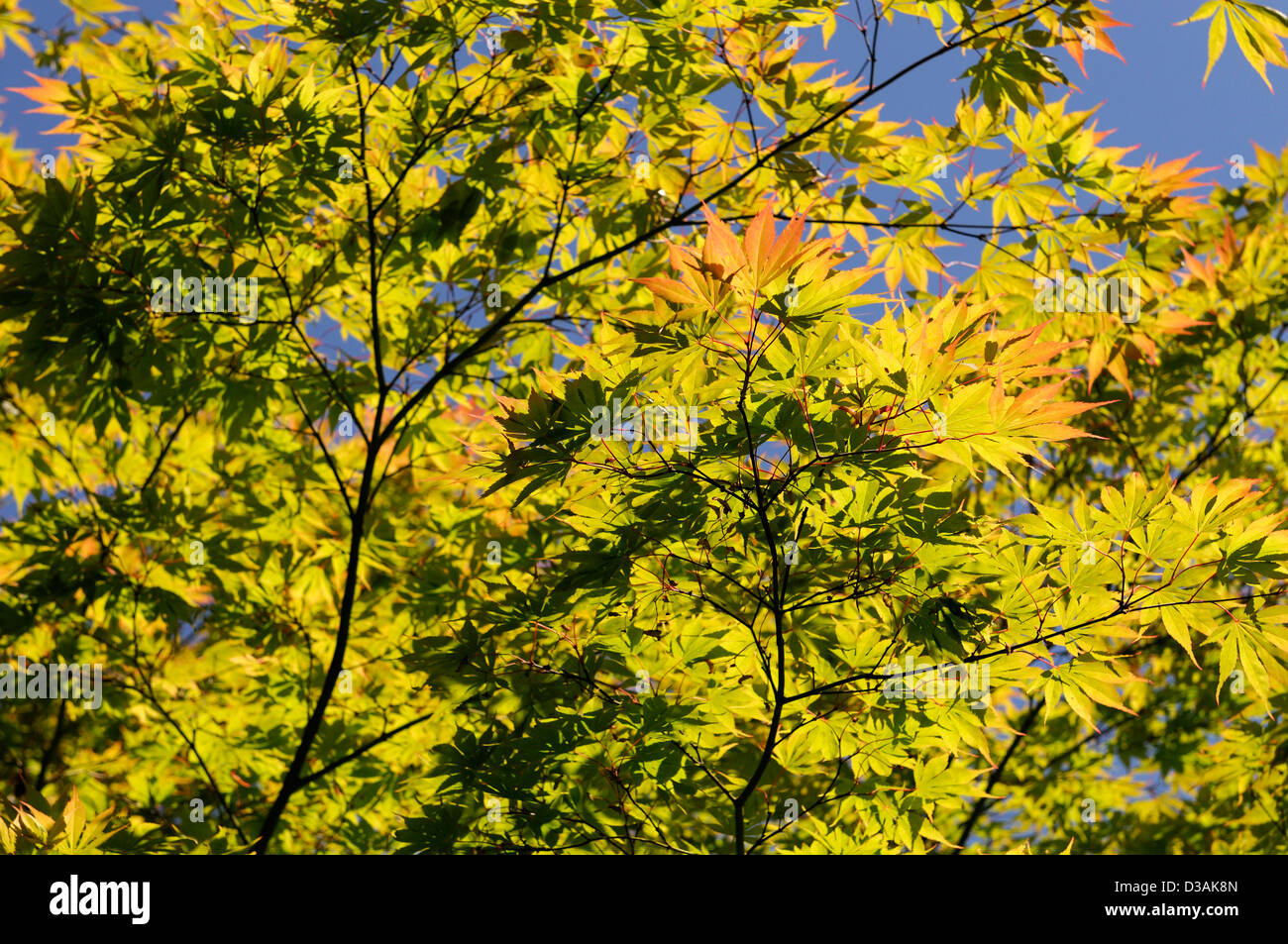 Hintergrundbeleuchtung Hintergrundbeleuchtung japanischen Acer Baum grün orange Tönung Tönung Blätter Blatt Laub Stockfoto