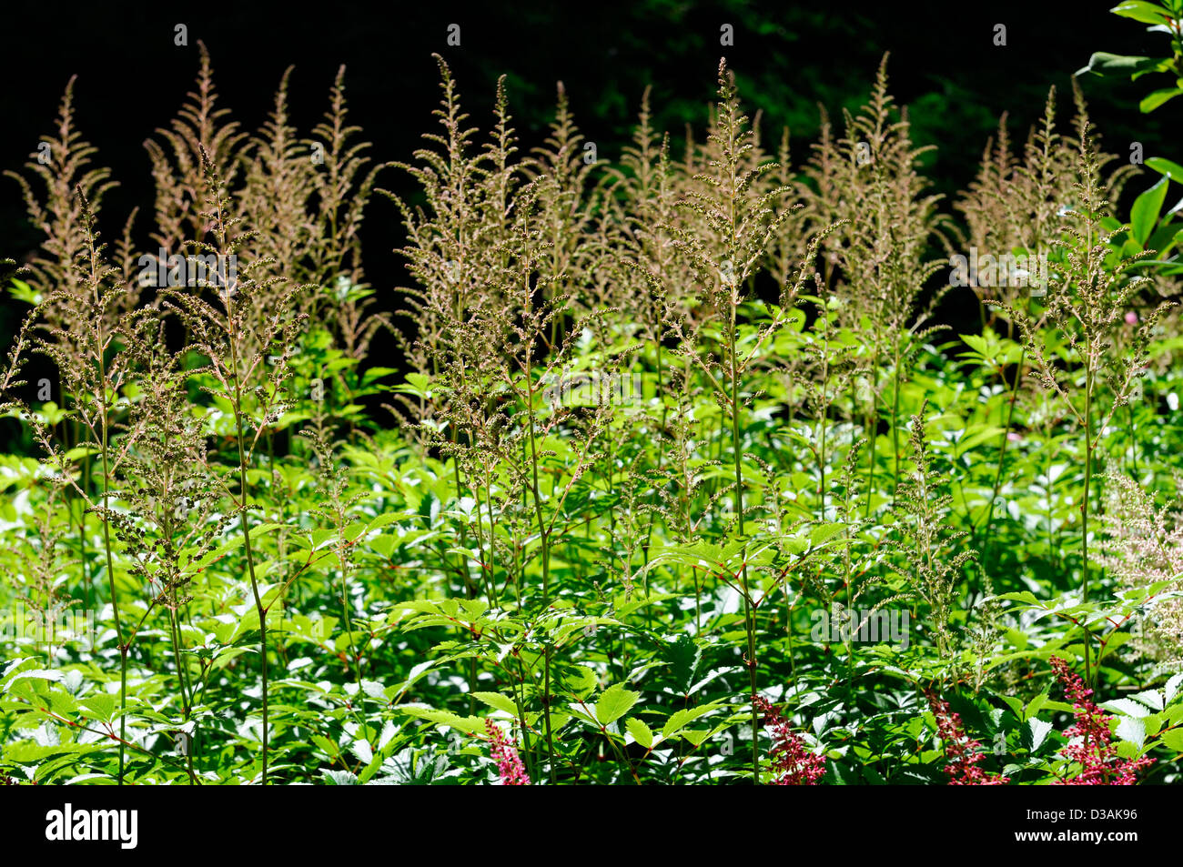 Astilbe flauschige gefiederten Stauden Pflanzen Porträts Closeup Blumen Blüte Blüte Stockfoto