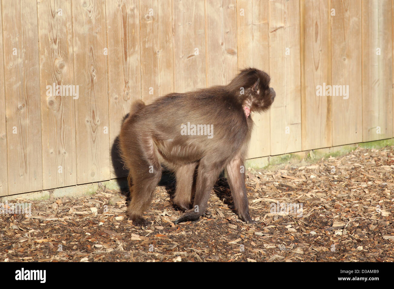 Ein Gelada Pavian in der Zoo-Gehege. Stockfoto