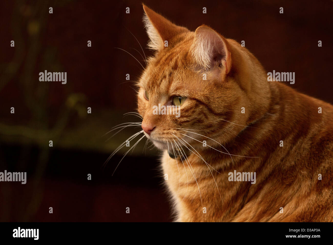 Ingwer-Katze Kopf Blick leicht zur Seite Stockfoto