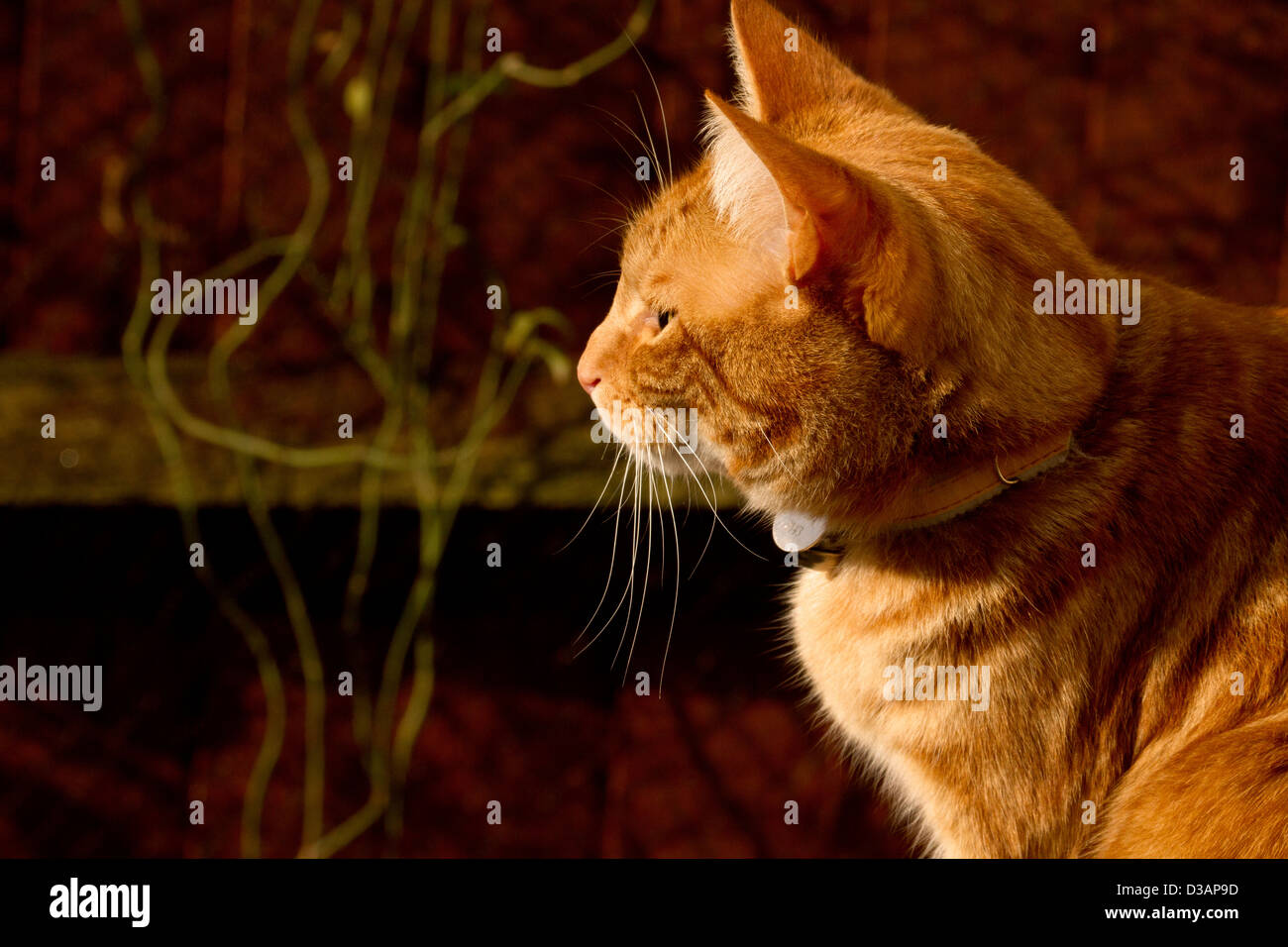 Ingwer-Katze Kopf auf der Seite Profil Stockfoto