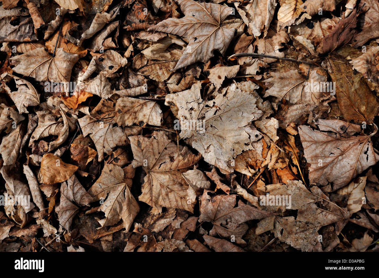 Letztes Jahr im Herbst Blätter Stockfoto