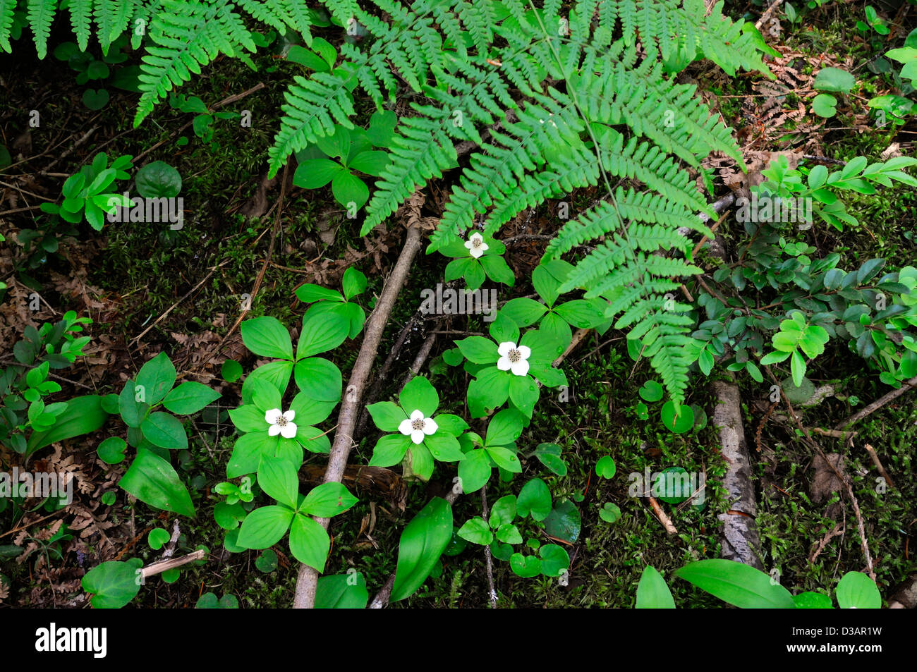 Cornus Canadensis Farne Hemlock Grove Trail Rogers Pass nationalen historischen Standort British Colombia BC Kanada Regenwald Stockfoto